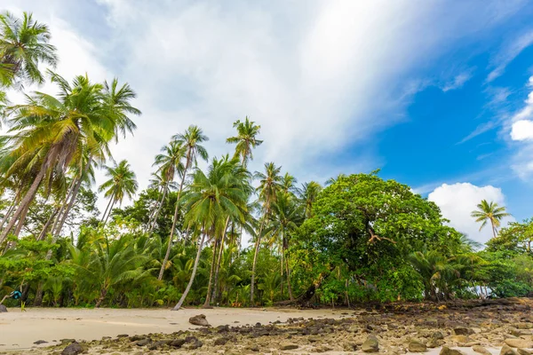 Palmera Coco Playa Tropical Del Mar Luz Del Sol Koh — Foto de Stock