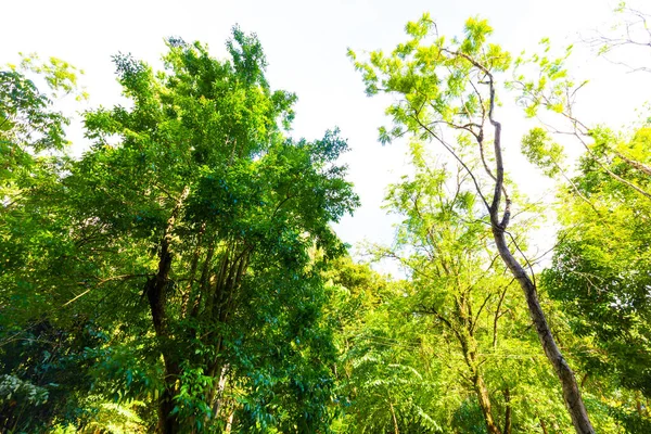 Зеленый Луч Солнца Фоне Деревьев Природный Ландшафт — стоковое фото