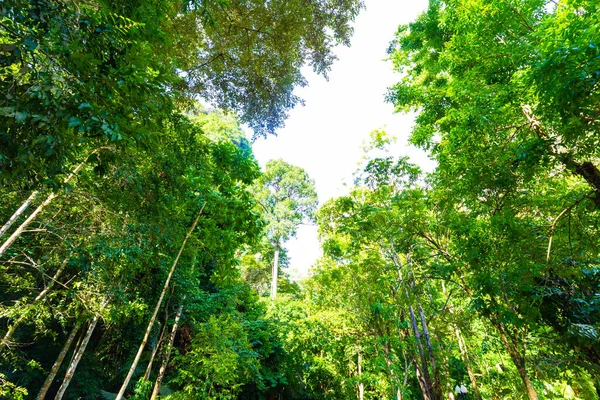 木の背景と熱帯緑の森の日光 自然景観 — ストック写真