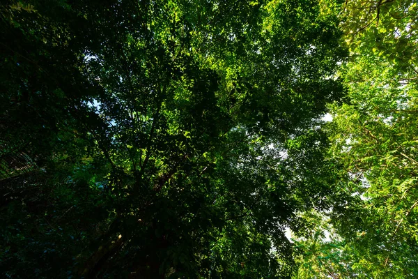 Floresta Tropical Verde Luz Solar Com Fundo Árvore Paisagem Natureza — Fotografia de Stock