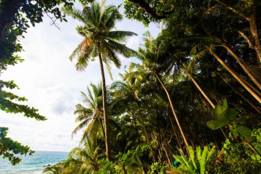 Tropikal yağmur ormanı deniz plajı adasında yeşil hindistan cevizi palmiyesi yaprağı