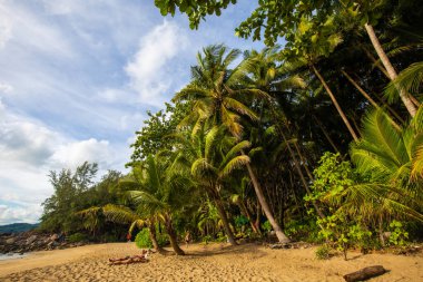 Tropikal yağmur ormanı deniz plajı adasında yeşil hindistan cevizi palmiyesi yaprağı