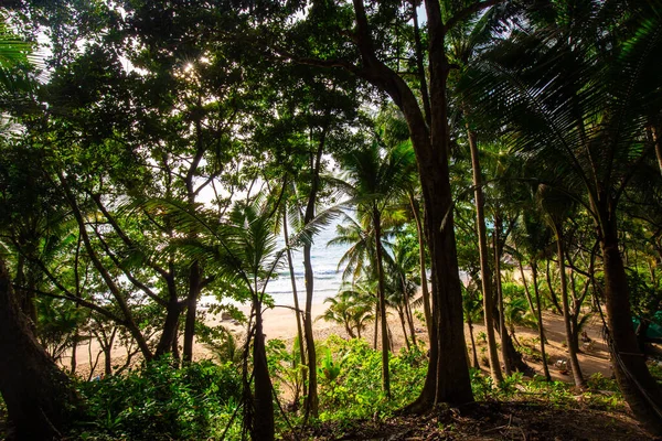 Зеленый Кокосовый Лист Пальмы Тропических Тропических Лесах Морского Пляжа Острова — стоковое фото