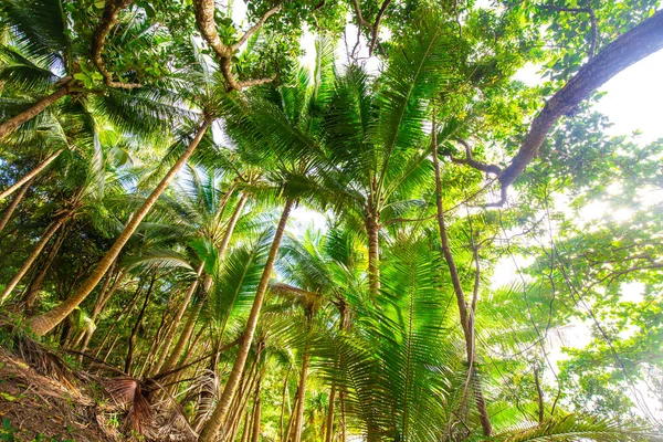 Groene Kokosnoot Palmblad Tropisch Regenwoud Zee Strand Eiland — Stockfoto