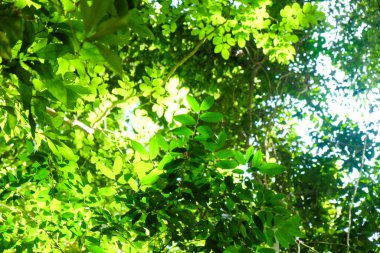 Bahar yeşili arka planda güneşli bir gün ışığı, doğa manzarası