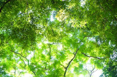 Bahar yeşili arka planda güneşli bir gün ışığı, doğa manzarası