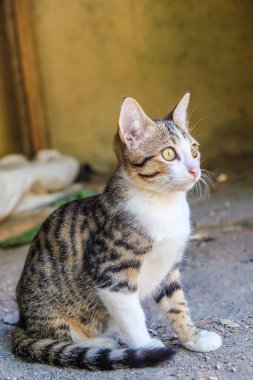 Kırsal kesimde toprak zeminde yaslanan yavru kedi yavrusu.