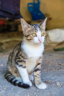 Kırsal kesimde toprak zeminde yaslanan yavru kedi yavrusu.