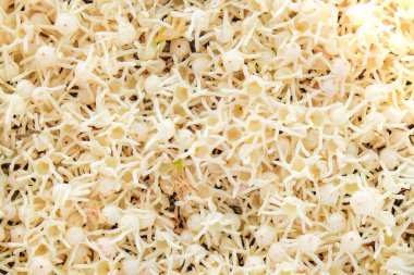 Meranti çiçeği yere düşüyor Shorea Roxburghii çiçeği