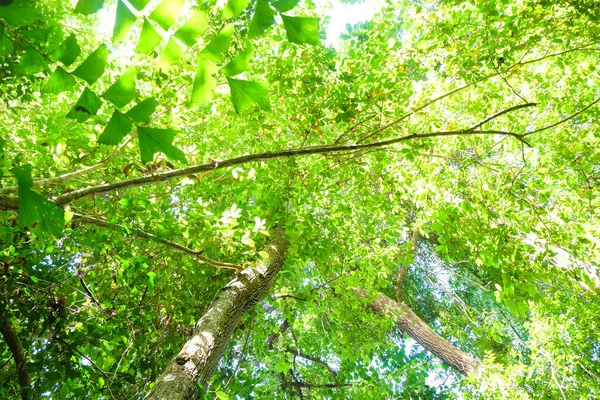 Άνοιξη Πράσινο Δέντρο Φόντο Φως Της Ηλιόλουστης Ημέρας Φύση Τοπίο — Φωτογραφία Αρχείου