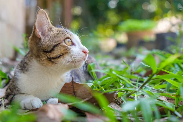 緑の公園の屋外で遊ぶ小さな猫 動物の概念 — ストック写真