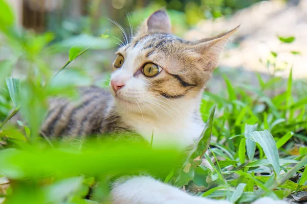 Маленькая Кошка Играющая Открытом Воздухе Зеленом Парке Концепция Animal — стоковое фото