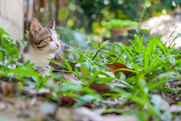 Piccolo Gatto Che Gioca Sul Parco Verde All Aperto Concetto — Foto Stock