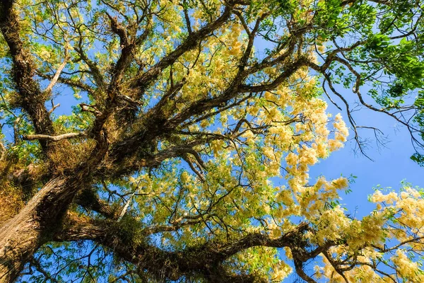 Flor Branca Meranti Shorea Roxburghii Florescendo Céu Azul — Fotografia de Stock