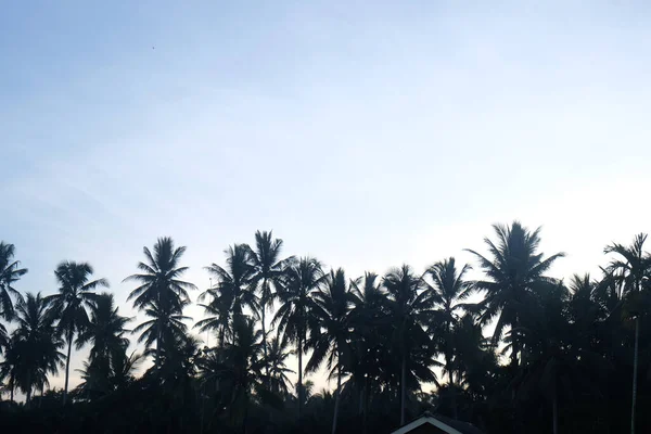Silueta Východ Slunce Kokosové Palmy Barevné Nebe Pozadí Příroda Krajina — Stock fotografie