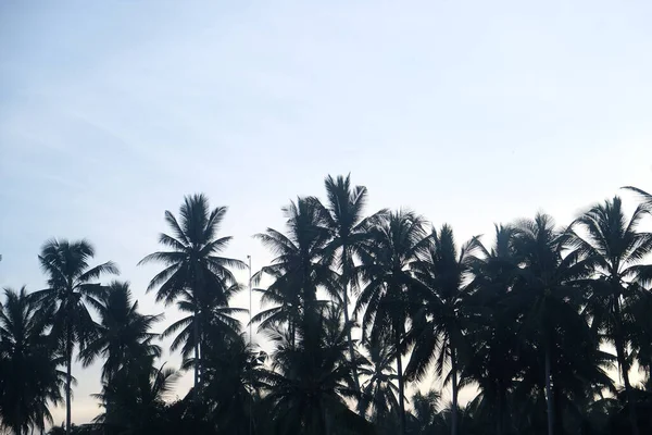 Силуэт Восхода Солнца Кокосовая Пальма Красочный Фон Неба Природный Ландшафт — стоковое фото