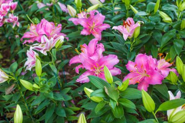 Açık yeşil parkta çiçek açan çiçek buketi.