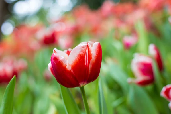 冬の庭に咲く赤いチューリップ 花束の庭 — ストック写真