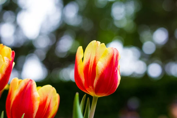 Červený Tulipán Kvete Zimní Zahradě Kytice Zahrada — Stock fotografie