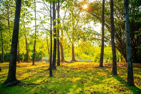 緑の草原の芝生の自然景観に緑の木公園の夕日の光 — ストック写真