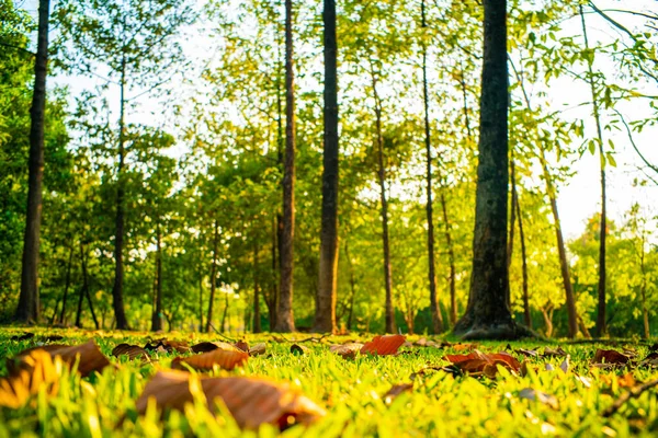 Groene Boompark Zonsondergang Licht Groene Weide Gras Natuur Landschap — Stockfoto