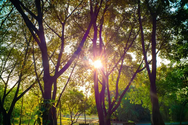 Зеленый Луч Солнца Парке Деревьев Зеленой Траве — стоковое фото