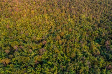 Dağ derin yeşil ağaç ormanı doğa hava manzarası günbatımı