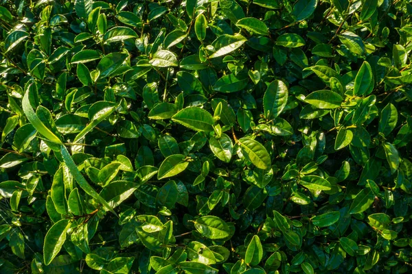 Pole Plantacji Herbaty Wschód Słońca Mgłą Rano Przemysł Rolny — Zdjęcie stockowe