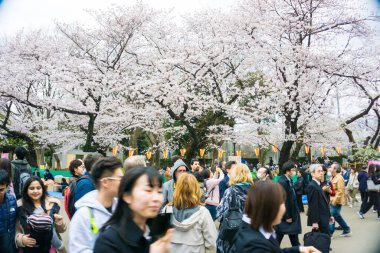 Tokyo, Japonya - 6 Nisan 2017: Tokyo Kalabalığı Ueno Park 'ta Kiraz Çiçekleri Festivali' nin tadını çıkarıyor.