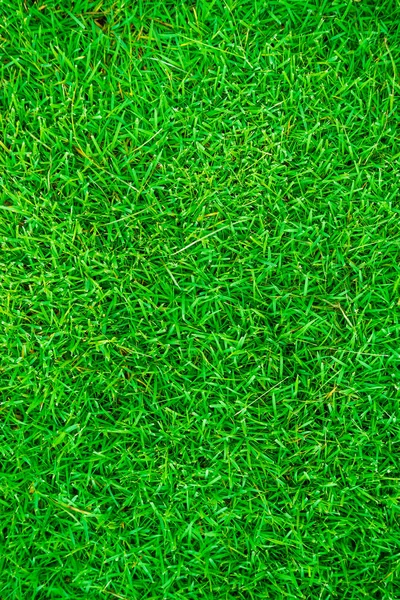 Yeşil Çimen Desenli Üst Görünüm Deseni Soyut Arkaplan — Stok fotoğraf