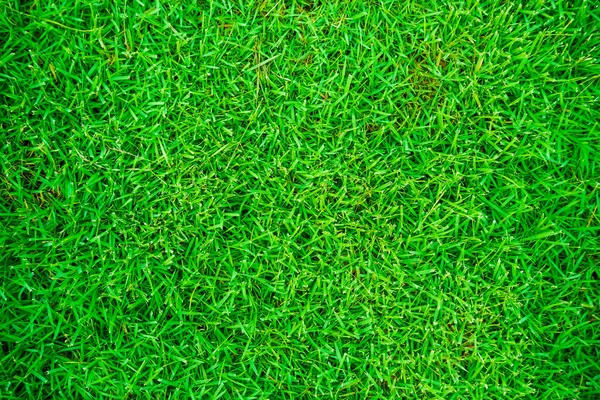 Green grass pattern top view texture abstract background