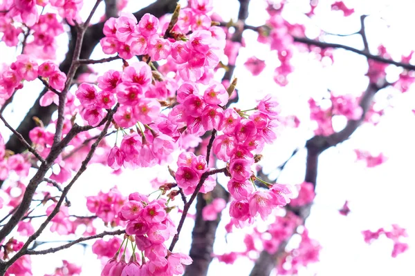Pink Sakura Cherry Blossom Tree Branch Isolated White Background — Stock Photo, Image