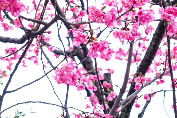 Pink Sakura Cherry Blossom Tree Branch Isolated White Background — Stock Photo, Image