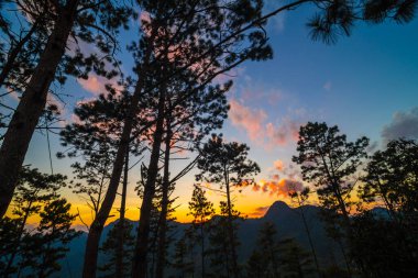Gün batımını gölgeli çam ağacıyla dağda bulutlu manzara.
