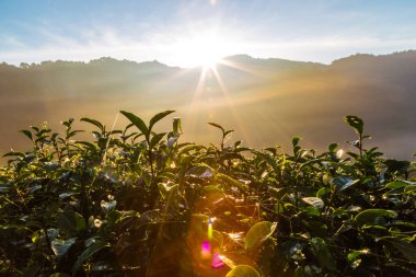 Çay tarlası vadisinde sisli güneş ışığı