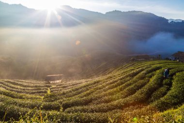 Çay tarlası vadisinde sisli güneş ışığı