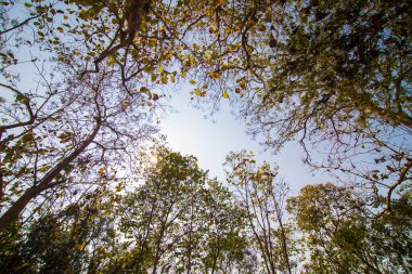 Mavi gökyüzü arkaplan manzaralı ağaç dalı yeşil yaprak
