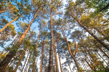 Dağ manzarası üzerinde çam ağacı ormanı