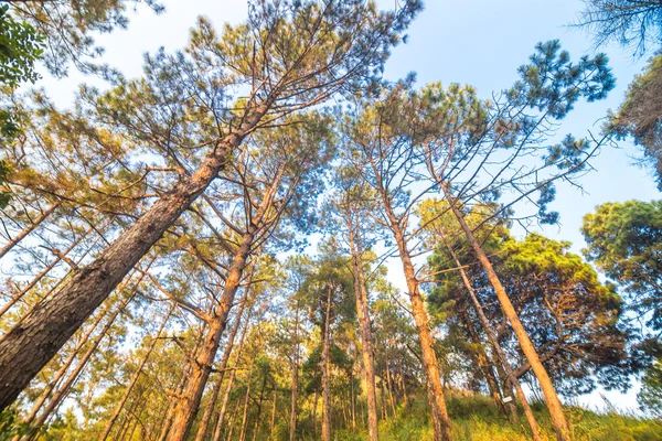 Paisaje Bosque Pinos Montaña Vista Hacia Arriba — Foto de Stock