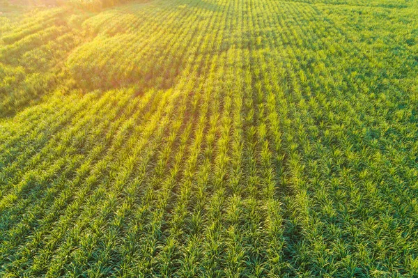 Zuckerrohrplantage Feld Luftaufnahme Mit Sonnenuntergang Licht Landwirtschaftliche Industrielle — Stockfoto