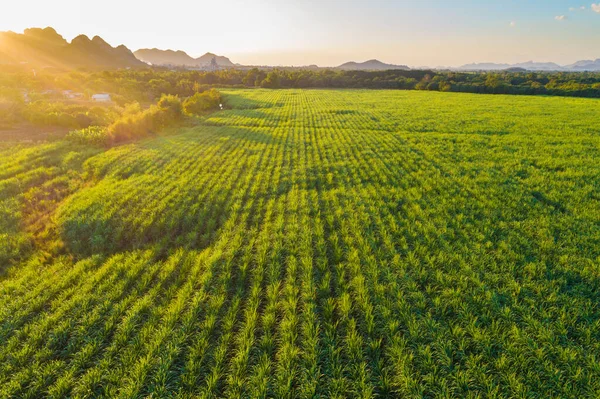 Zuckerrohrplantage Feld Luftaufnahme Mit Sonnenuntergang Licht Landwirtschaftliche Industrielle — Stockfoto