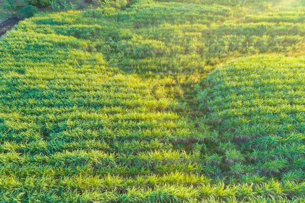 Zuckerrohrplantage Feld Luftaufnahme Mit Sonnenuntergang Licht Landwirtschaftliche Industrielle — Stockfoto