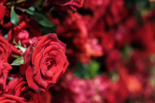 Fond Rose Romantique Rouge Symbole Amour — Photo