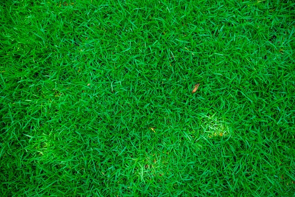 Vert Nature Fraîche Herbe Texture Topview Fond — Photo