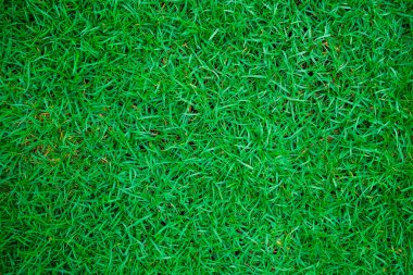 Yeşil taze çimen dokusu üst görünüm arka planı