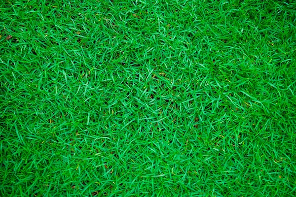 Grön Fräsch Natur Gräs Struktur Topview Bakgrund — Stockfoto