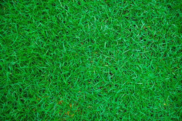 Yeşil Çayır Çimen Dokusu Doğal Arkaplan — Stok fotoğraf