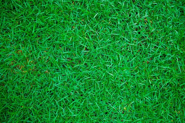 Grün Frische Natur Gras Textur Topview Hintergrund — Stockfoto