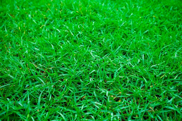 Зелений Свіжий Фон Текстури Трави Видом Зверху — стокове фото