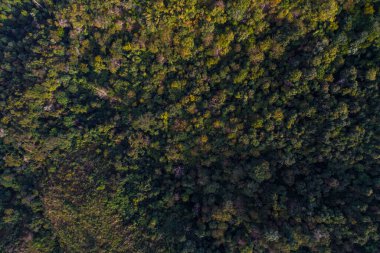 Dağların derinliklerindeki yeşil ağaç ormanı arka plan hava manzarası